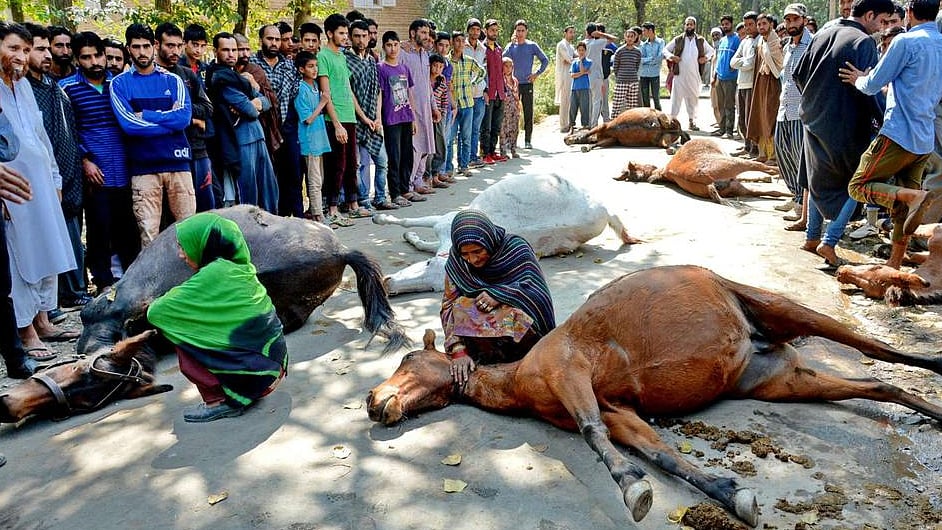 Bakerwal nomads in Kashmir said that their horses were killed and they were beaten up by the army men. (Photo: Muneeb Ul Islam)