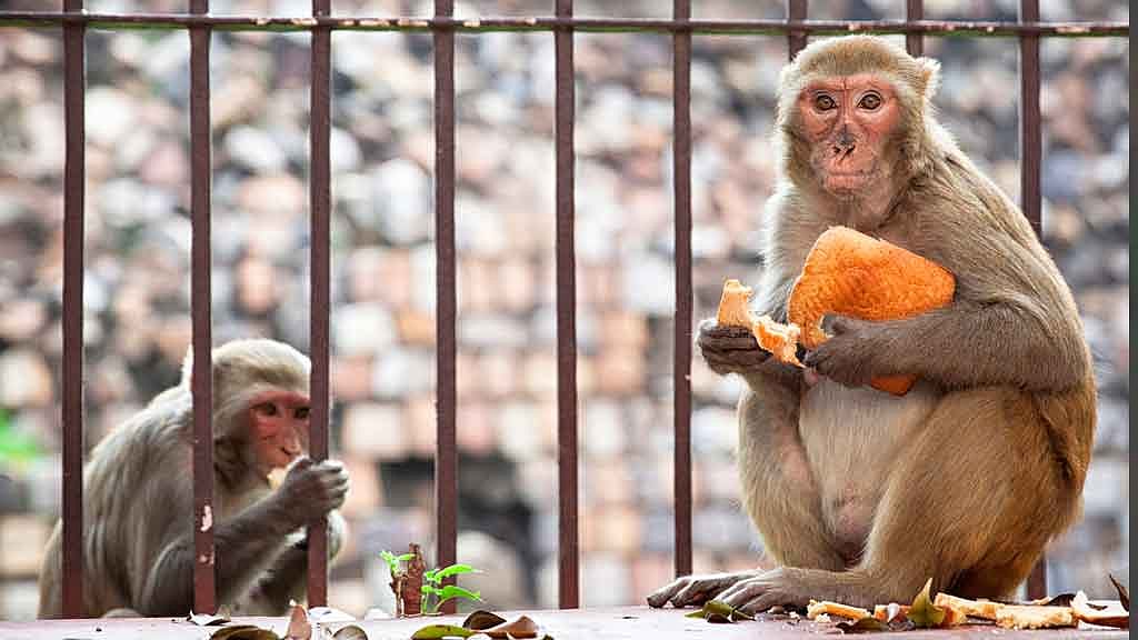 Monkeys enjoying a snack. Image used for representational purposes only. (Photo: iStock)