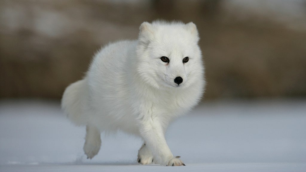 Researchers are learning more about these furry creatures. (Photo: iStock)