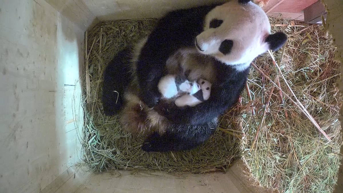 It’s a boy and a girl. (Photo: AP Screengrab)