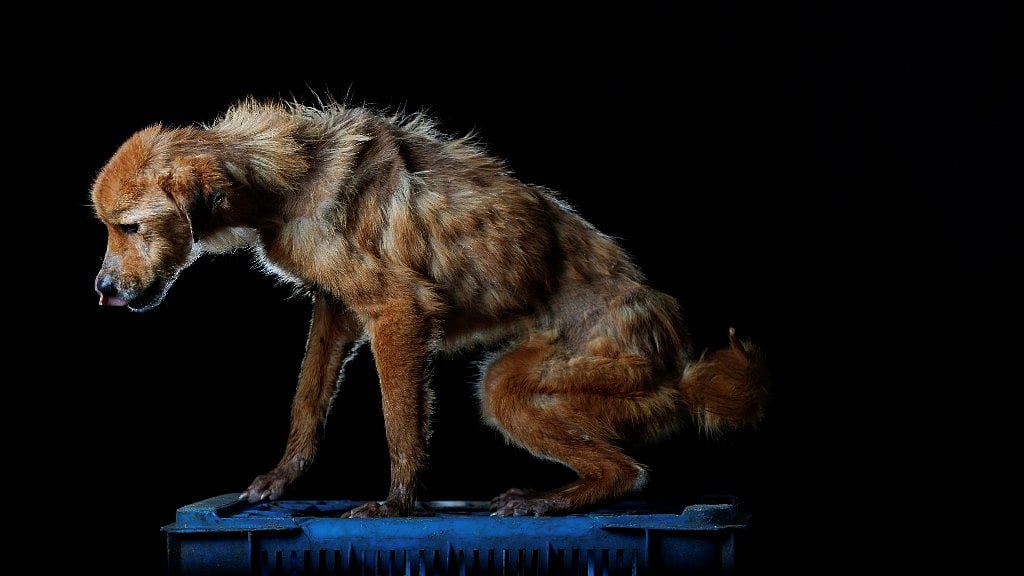Struggling to feed families, Venezuelans are abandoning their pets. (Photo: Reuters)