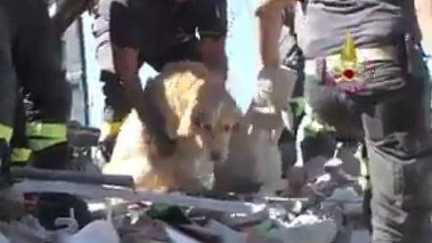 Despite his ordeal, Romeo ran around wagging his tail, stopping only to be patted.(Photo: Twitter@<a href="https://twitter.com/emergenzavvf">emergenzavvf</a>)