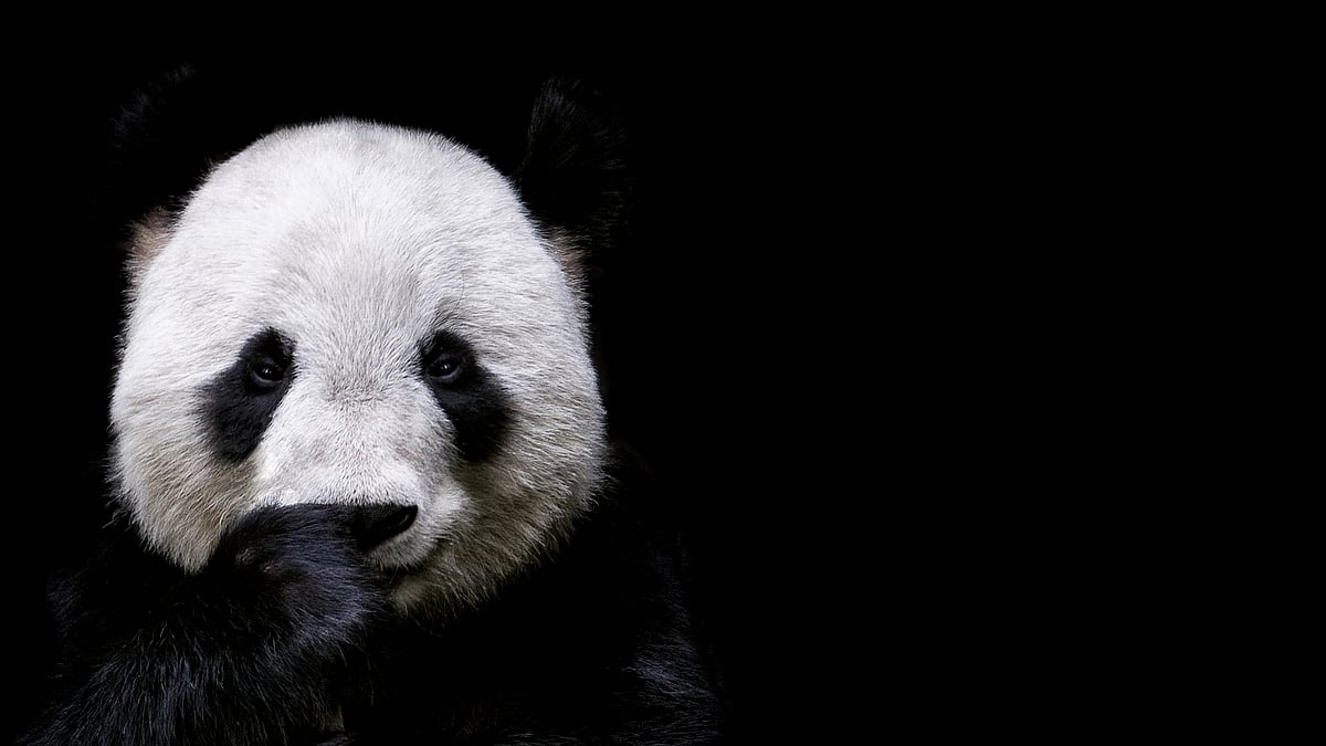 The Giant Panda has officially made it off the endangered animals list. (Photo: iStock)