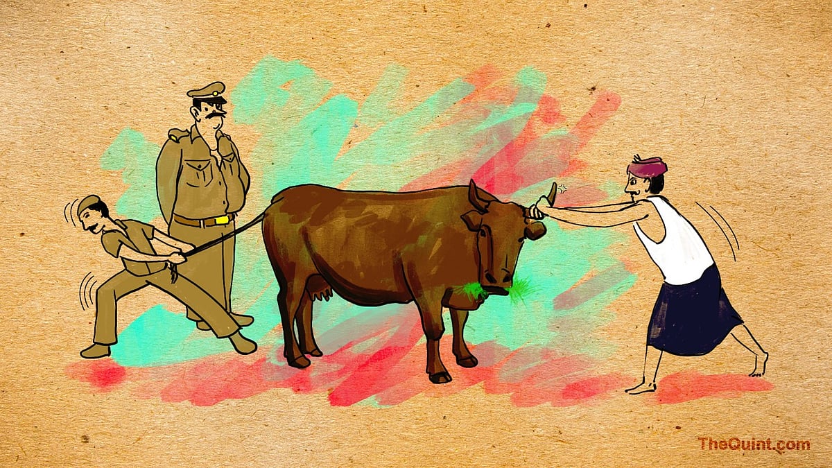 The Quint’s investigative report on how the cow smugglers are fearlessly operating in Haryana. The new cow protection law in the state has become a money minting tool for the police. (Image: Susnata Paul/<b>The Quint</b>)