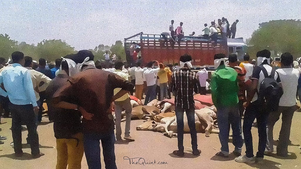 The Quint investigation reveals Hindus and Muslims are equally involved in cow smuggling in Haryana. (Photo: Rahul Gupta/<b>The Quint</b>)