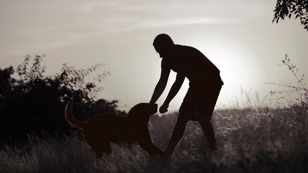 Delhi man was arrested on Monday for allegedly killing a pregnant dog and having sex with the carcass. Representational Image. (Photo: <b>The Quint</b>)