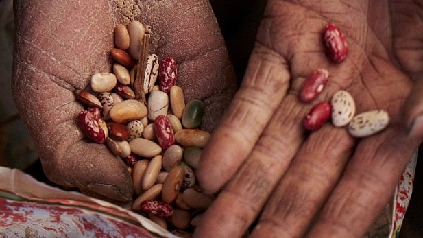Indigenous Bean Varieties. (Photo credits: Vinay Nair)