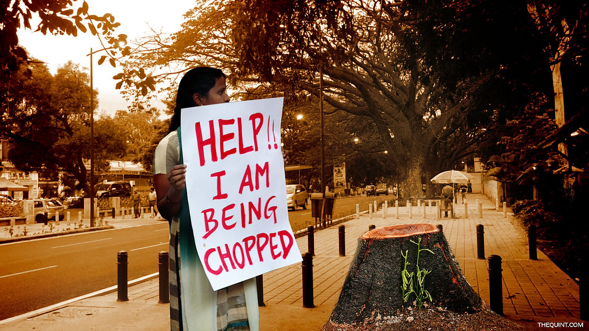 An initiative aimed at widening roads in Bengaluru has come under the scanner after it was revealed that it may result in loss of green cover. (Photo: Subir Ghosh/ Altered by <b>The Quint</b>)