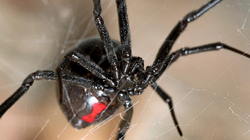 Black Widows are among the most venomous spiders in North America. (Photo: iStock)