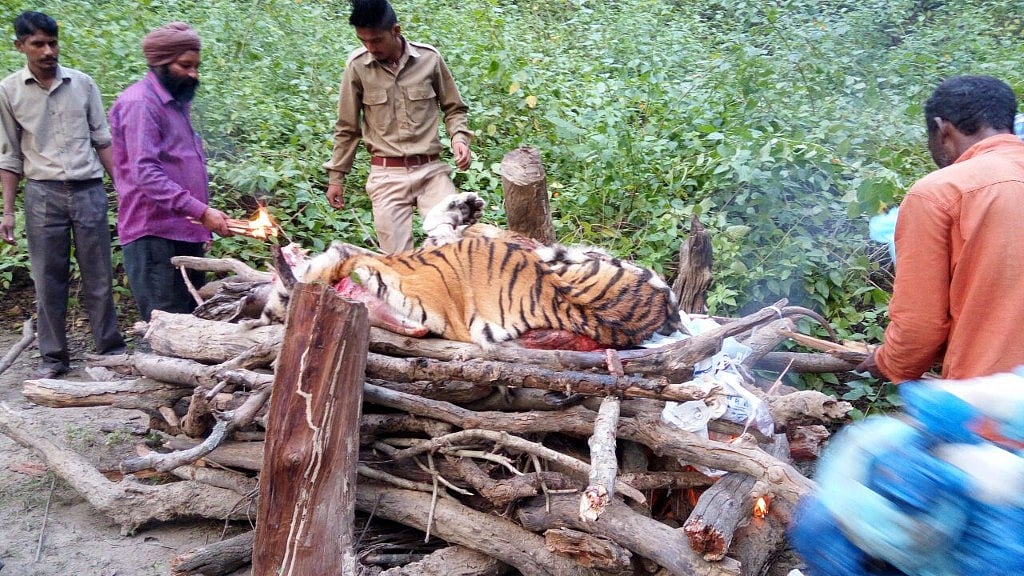 Forest officials at Corbett burning the carcass of tigress as per protocol. (Photo : IANS)