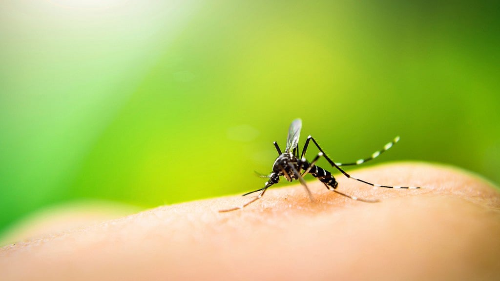 Japanese Encephalitis is characterised by the inflammation of the brain and high fever. (Photo: iStock Photos)