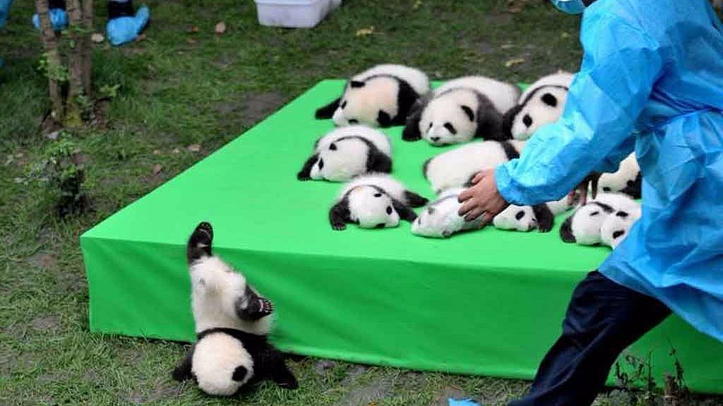 The bears made their public debut at the Chengdu Research Base of Giant Panda Breeding in China. However, it appeared one curious cub was not content with being on display and attempted to make a run for it. (Photo Courtesy: Reuters)