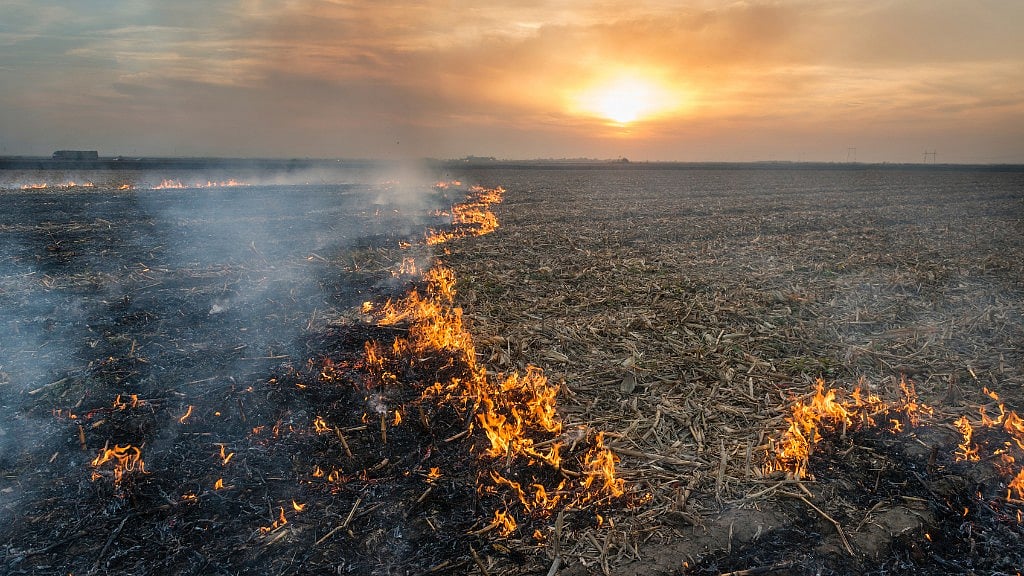 Stubble burning. 