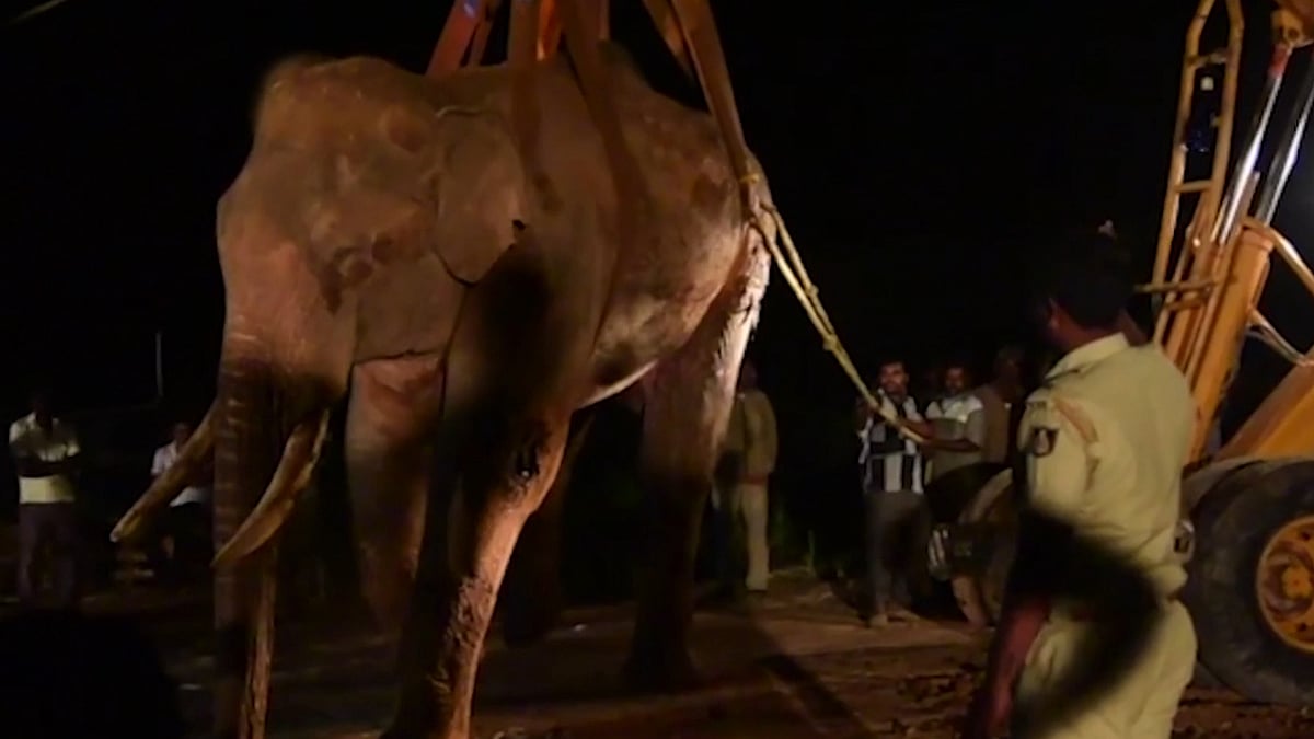 An injured elephant was rescued by Indian Army (Photo: AP)