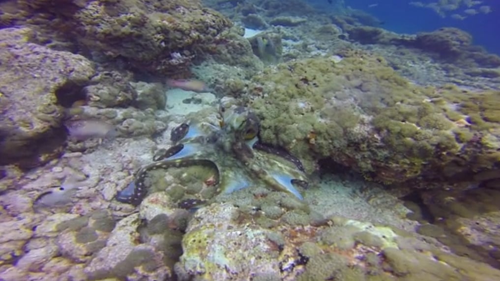An octopus with special characteristics revealed itself (Image: AP Screengrab) 