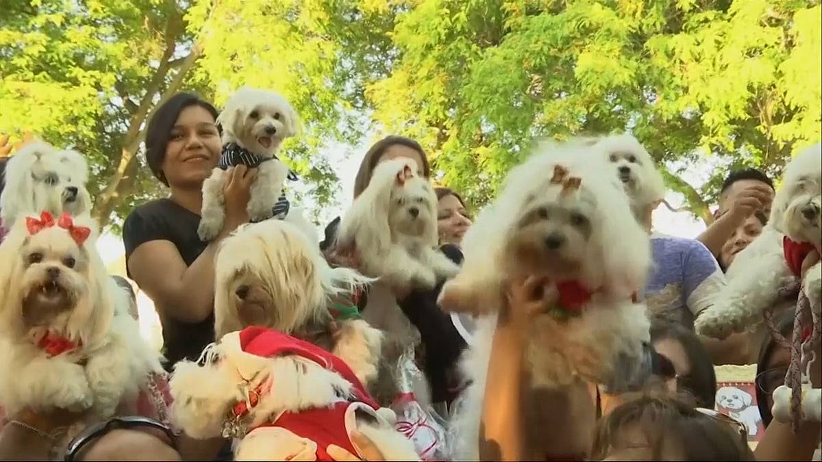 Pets celebrate Christmas. (Photo: AP)