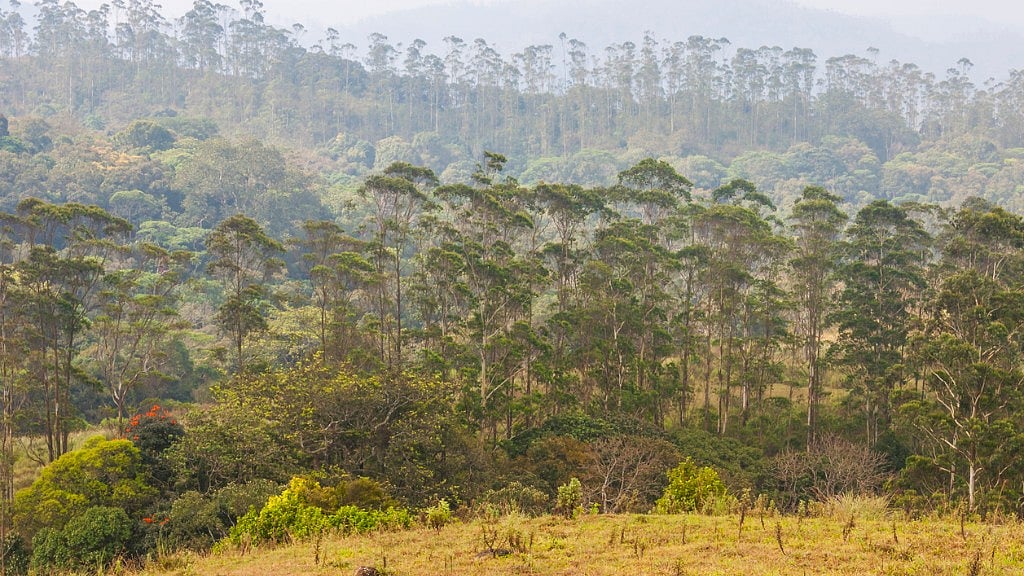 

More than one-fifth of India’s population was expected to benefit from the 2006 Forest Rights Act but nothing has happened so far. Photo used for representational purposes: (Photo: iStock)
