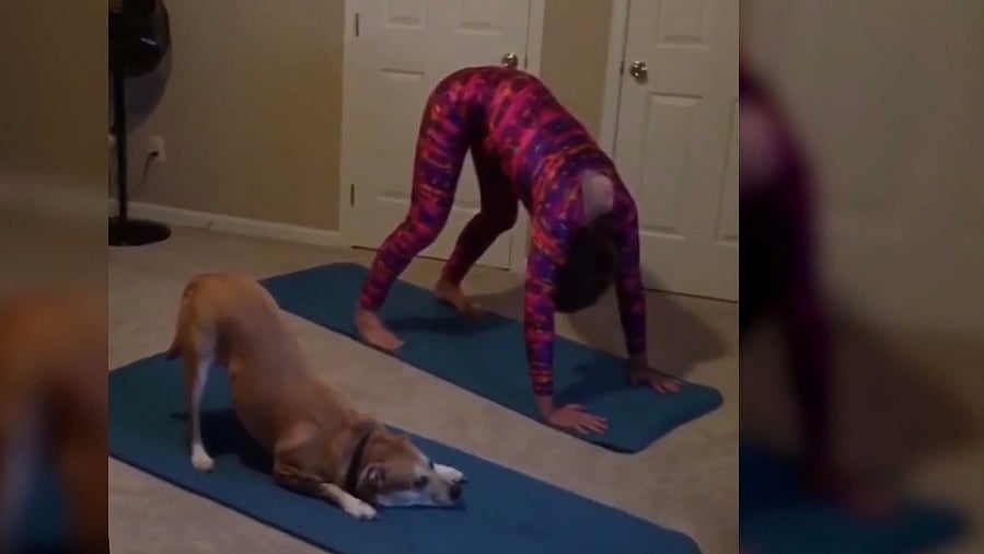 The dog seems like a natural when it comes to enacting a mannequin. (Photo: AP screengrab)