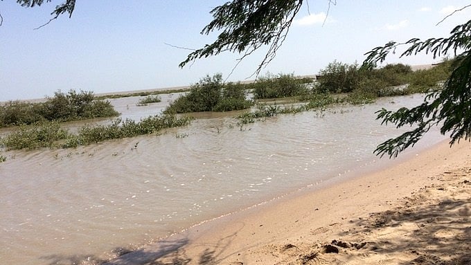New mangrove plantations near Mundra in Gujarat. (Photo: MM Paniyil)