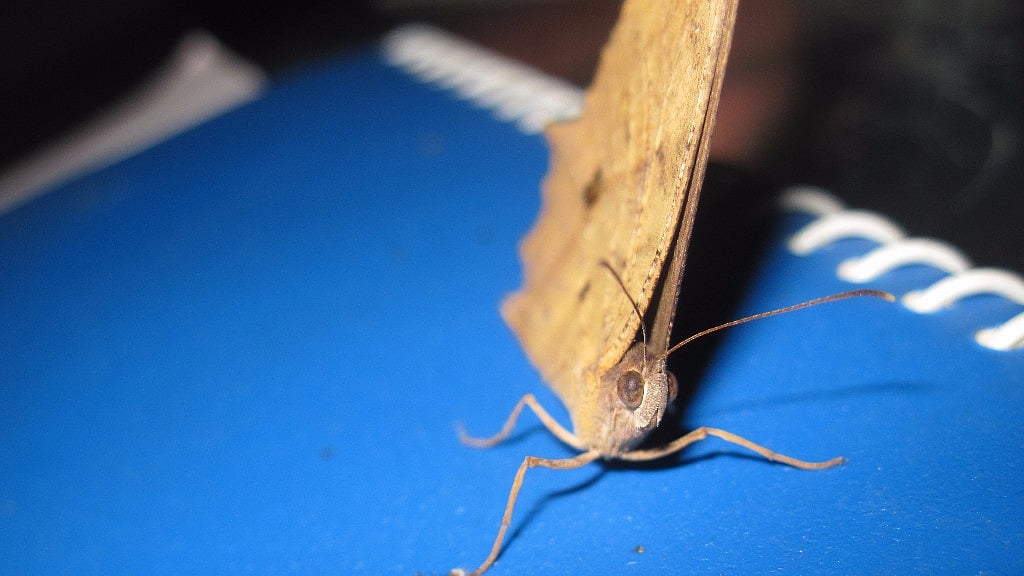 Common evening brown butterflies have been popping up in large numbers around Kolkata. (Photo: Surjodeb Basu)