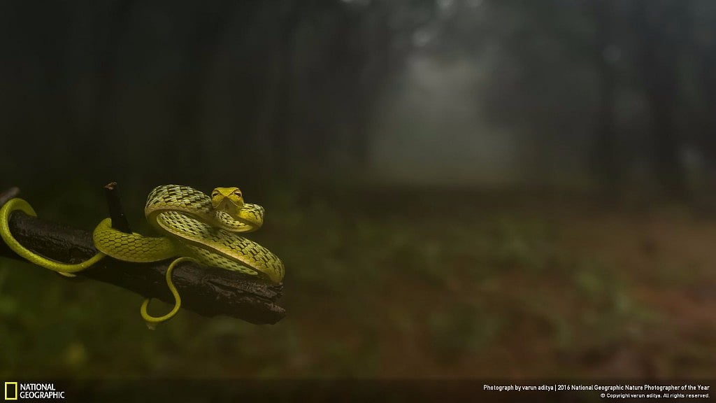 Varun Aditya’s photograph, titled ‘Dragging You Deep Into The Woods<i>’,</i> won first prize in the ‘Animal Portraits’ category. (Image Courtesy: Varun Aditya/National Geographic)