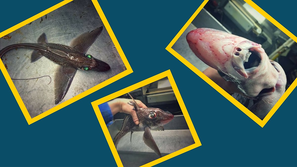 

Not only are the images guaranteed to sell chills down your spine, but also make you think twice before stepping into the ocean. (Photo: <b>The Quint</b>)