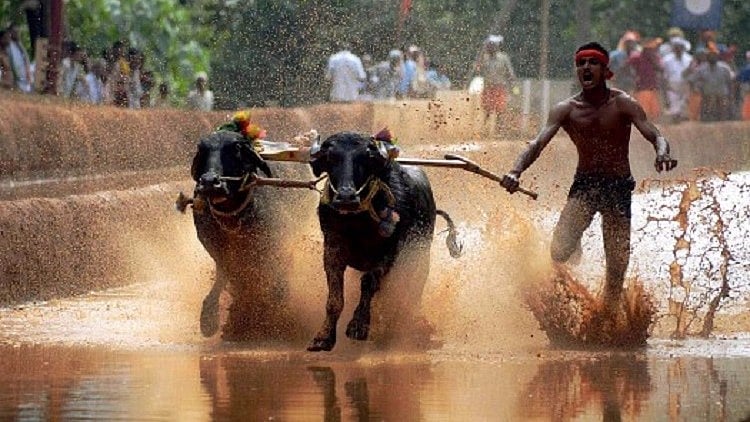 Kamabala. (Photo: PTI)
