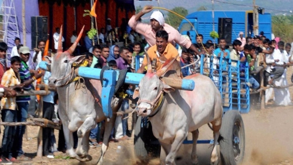 A still from an ox cart race during Pongal (File Photo: PTI)