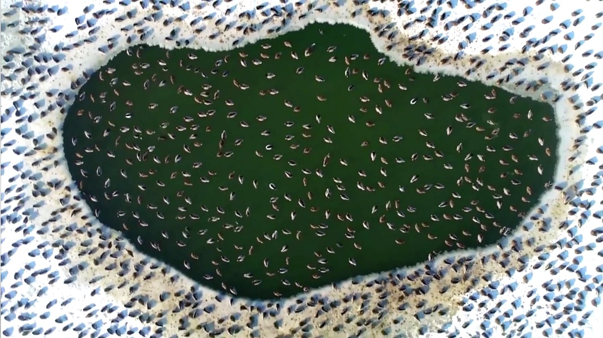Flock of ducks swim in a lake in Hungary (Photo: AP Screengrab)