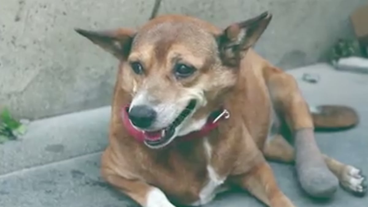Meet ChamCham, the resident dog of Viacom18.