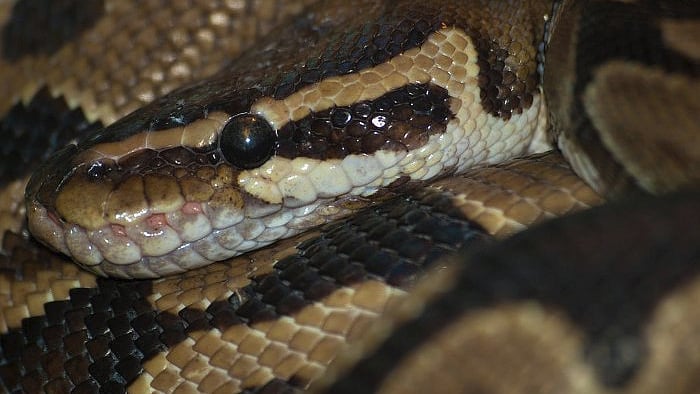 The tribesmen removed 13 pythons in just over a week. (Photo Courtesy: Twitter/<a href="https://twitter.com/PythonEggs">@PythonEggs</a>)