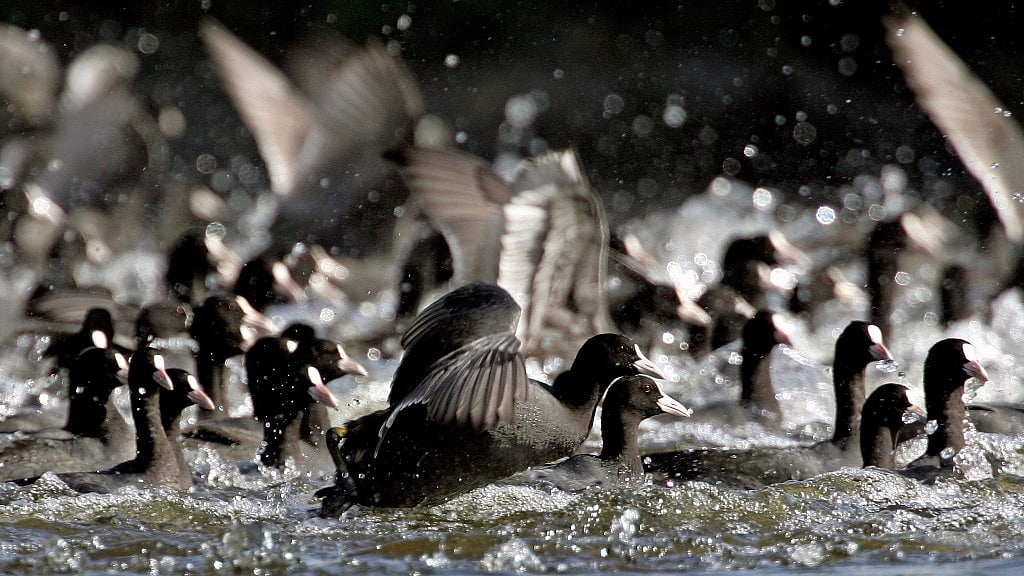 Birds at the Keoladeo National Park. (Photo: Reuters)