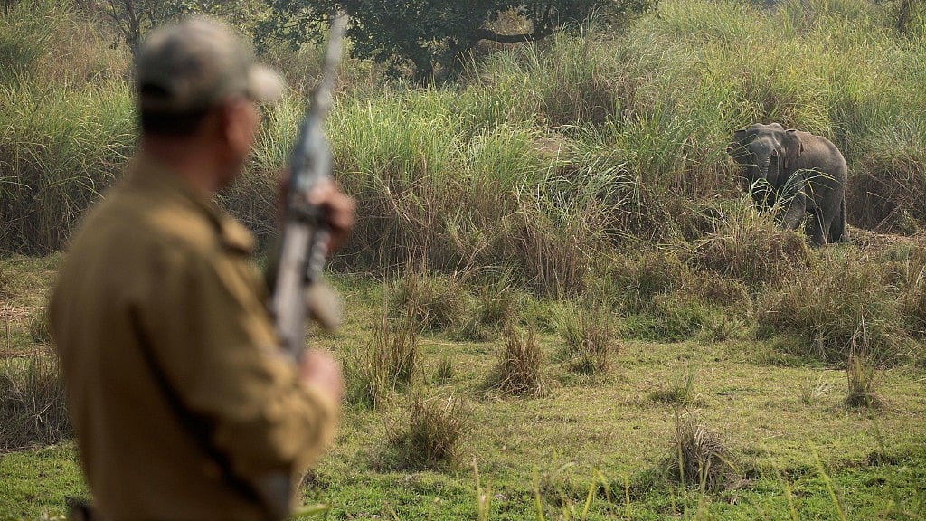 A forest official spots a wild elephant at Misamari, Guwahati. (Photo: AP)