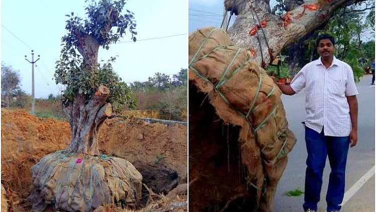Ramachandra says that, so far, his company has translocated around 5,000 trees from 90 different species.. (Photo Courtesy: <a href="http://www.thenewsminute.com/article/dont-cut-trees-just-move-them-instead-hyderabad-man-shows-you-how-57746">TheNewsMinute</a>)