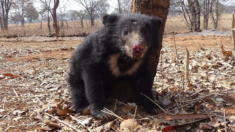 The bear cub shortly after it was rescued. (Photo Courtesy: <a href="http://wildlifesos.org/">Wildlife SOS</a>)