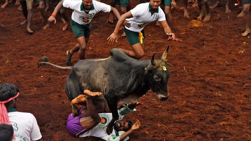 The Jallikattu event was held at Avanipuram amid high security. (Photo: Reuters)