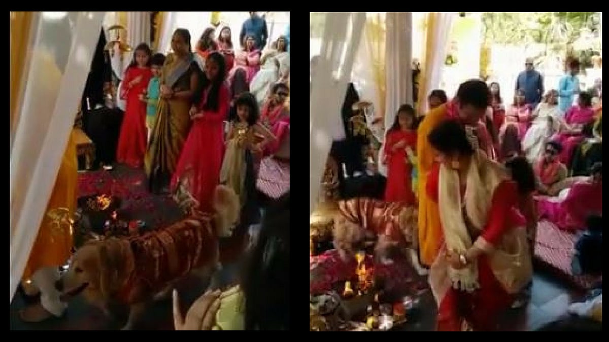 Dog’s day out...on a <i>mandap</i> (Photo: Screenshots from video) 