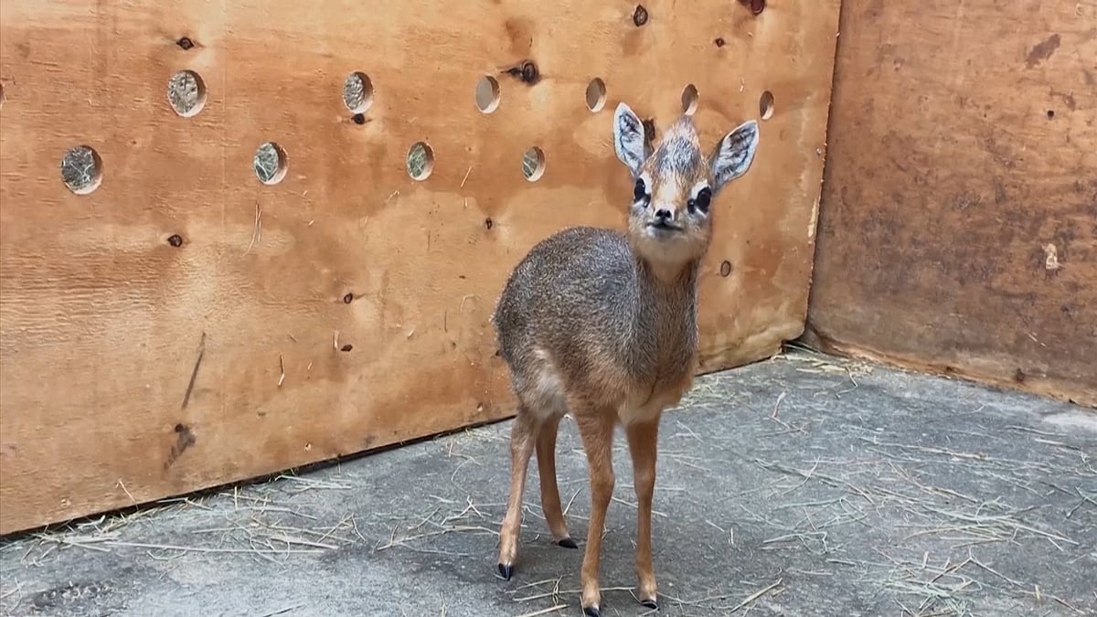 Baby antelope in Chester, England (Photo: AP Screengrab)