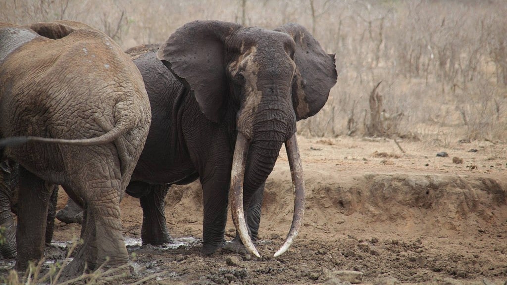 One of the giant tuskers photographed in its natural habitat. (Photo Courtesy: Facebook/<a href="https://www.facebook.com/TsavoTrust/">THE TSAVO TRUST</a>)