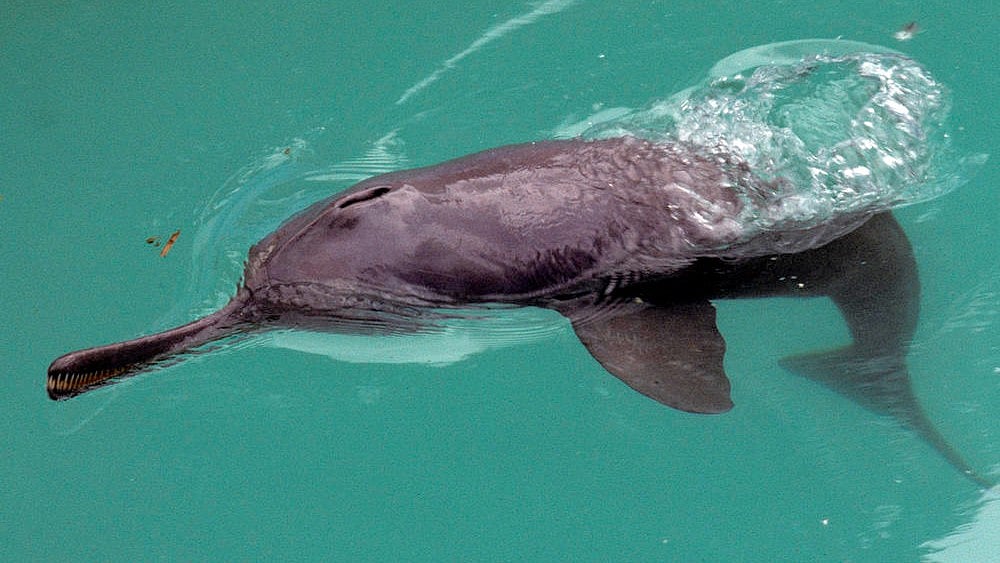 A study was conducted by observing and counting dolphins from the riverbank at specific locations along the 534 km stretch of the Hooghly in West Bengal. (Photo Courtesy: Francois Xavier Pelletier/<a href="http://www.worldwildlife.org/photos/karnaphuli-river-bangladesh">WWF</a>-Canon)