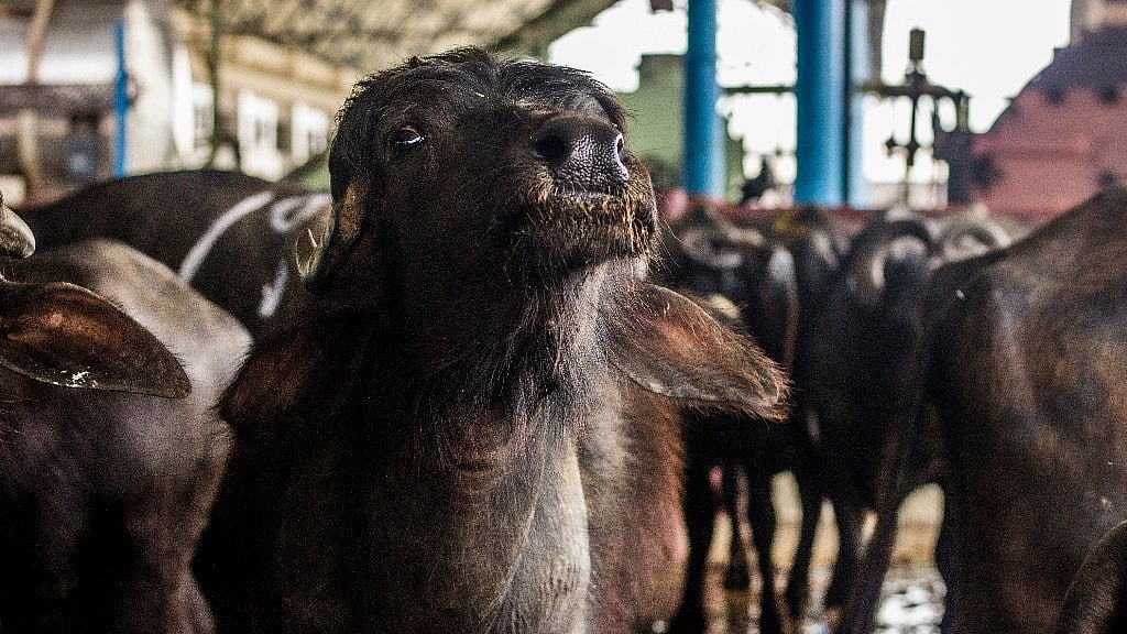 The ban could lead to a huge deficit in terms of revenue from exports, and leave a lot of people jobless. (Photo: Abhilash Mallick/<b>The Quint</b>)