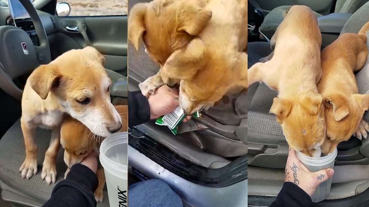 Rescued puppies being fed by two boys. (Photo: <b>The Quint</b>)