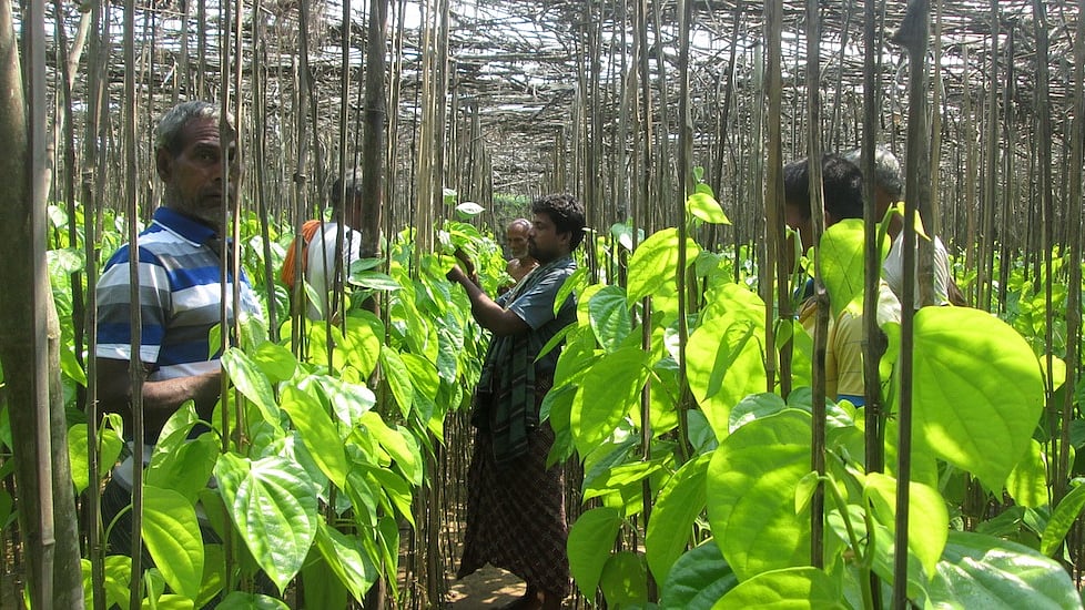 A betel leaf vineyard in Jagatsinghpur district of Odisha (Photo: The Village Square)