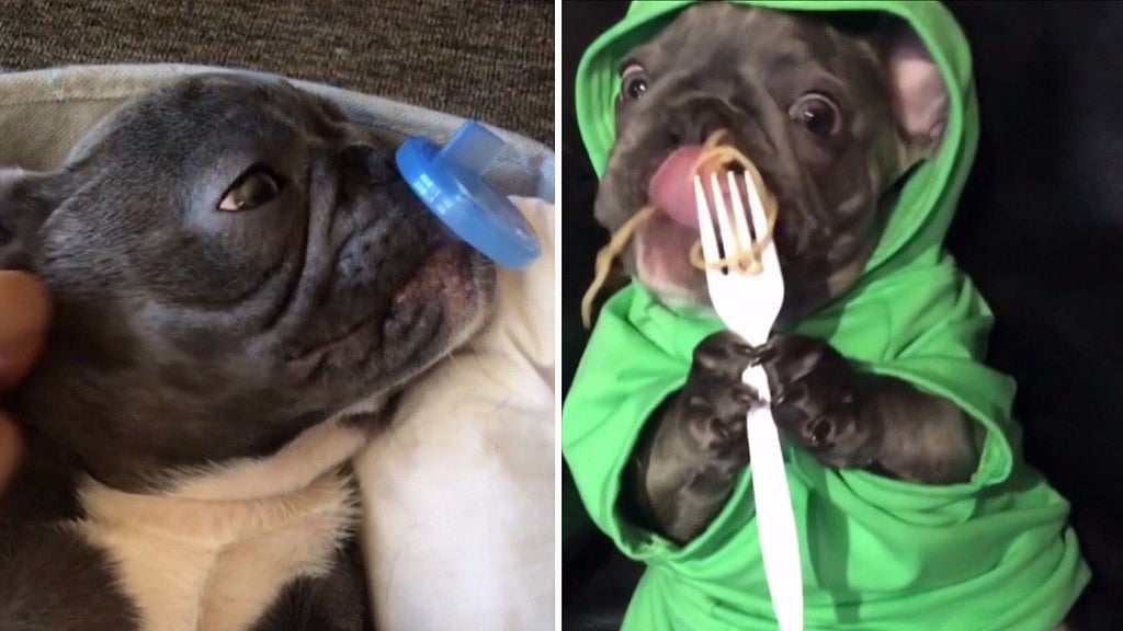 Bluenjy loves his spaghetti. (Photo Coutersy- AP/CATERS NEWS)