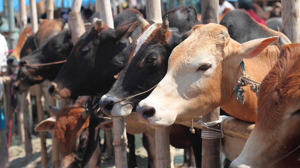 The Centre is proposing to impose a cattle slaughter ban in the Union Territory of Lakshadweep, the violation of which carries the maximum penalty of life imprisonment. 