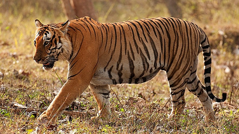 Sanjay Mohan, Principal Chief Conservator of Forests (Wildlife) told the media that no such order has been issued by him.
