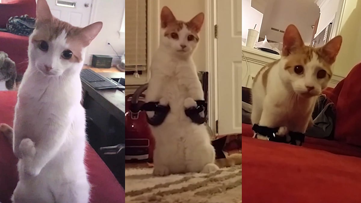 Puss in boots (Photo: AP screengrab)