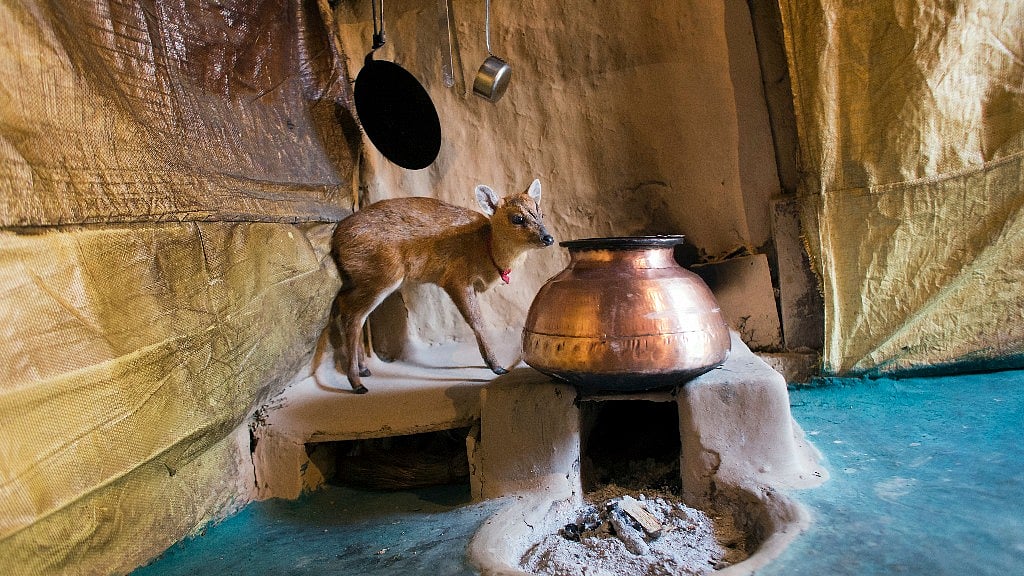 Baby barking deer in Dharamsala, India. (Photo: AP/Ashwini Bhatia)