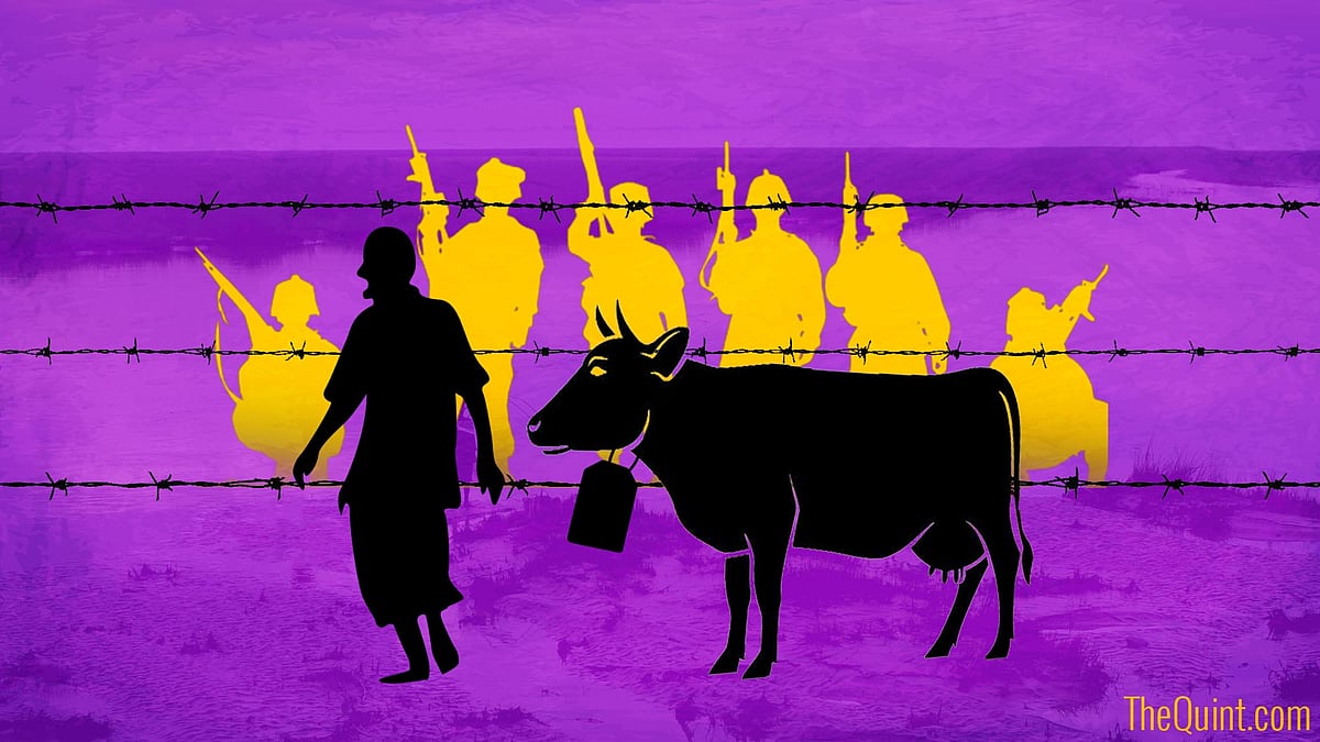 Apart from reaching a consensus on Teesta waters, India and Bangladesh need to resolve cattle smuggling mess. (Photo: Harsh Sahani/ <b>The Quint</b>)