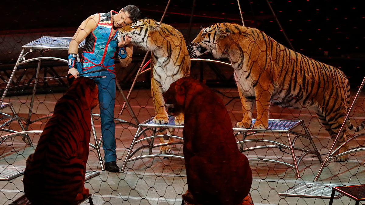 The animal trainer at the Ringling Bros Circus and his brood of big cats. (Photo: AP)